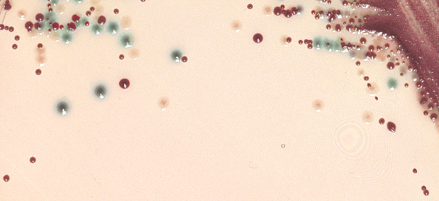 API® Microbial Identification bioMérieux industrial microbiology